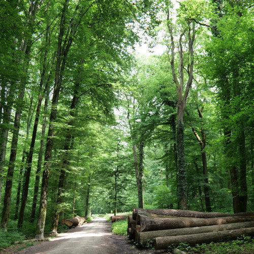 Holz aus dem Allschwiler Wald für ökologischen Küchenbau bei Basel