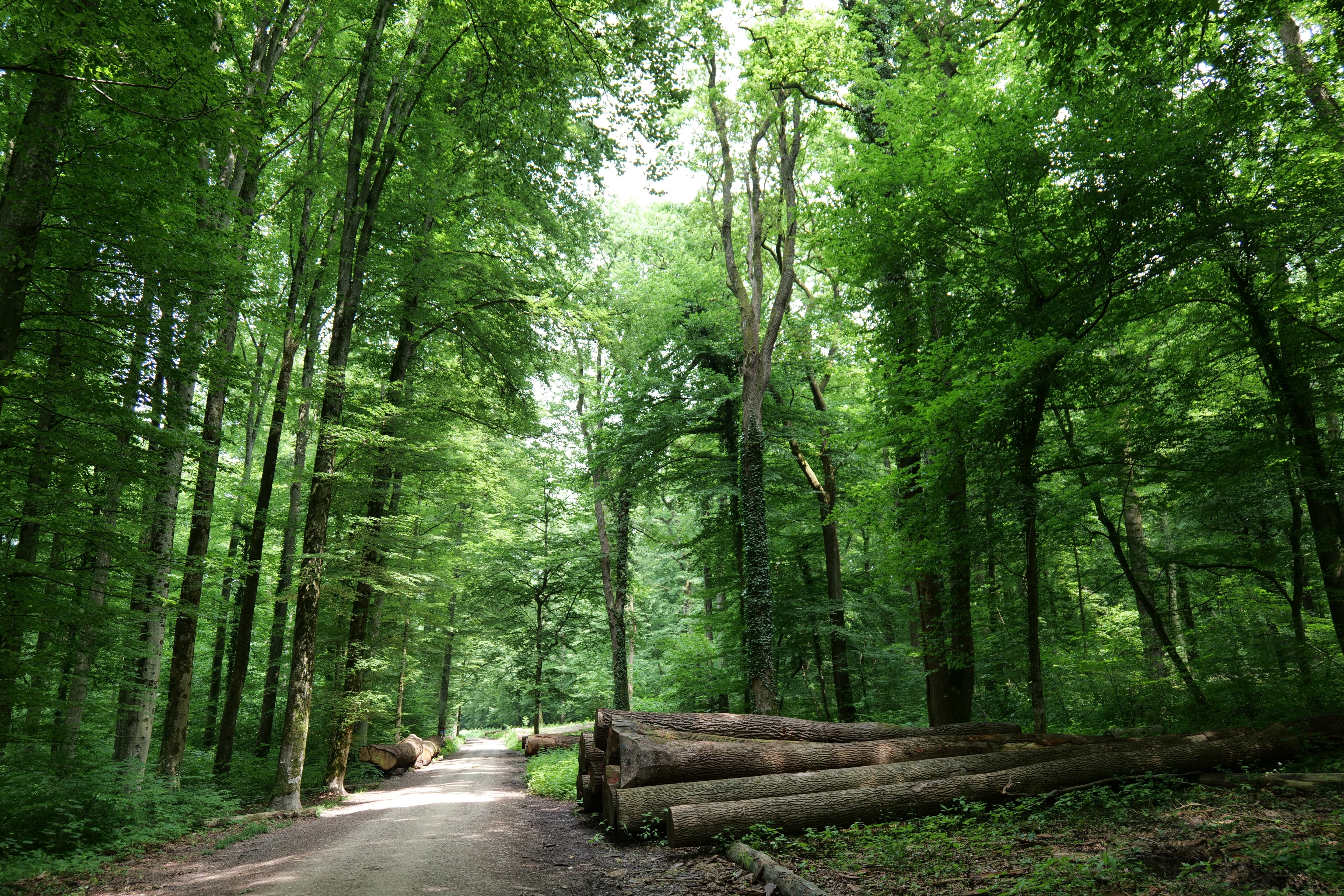 Regionales Holz für den Küchenbau